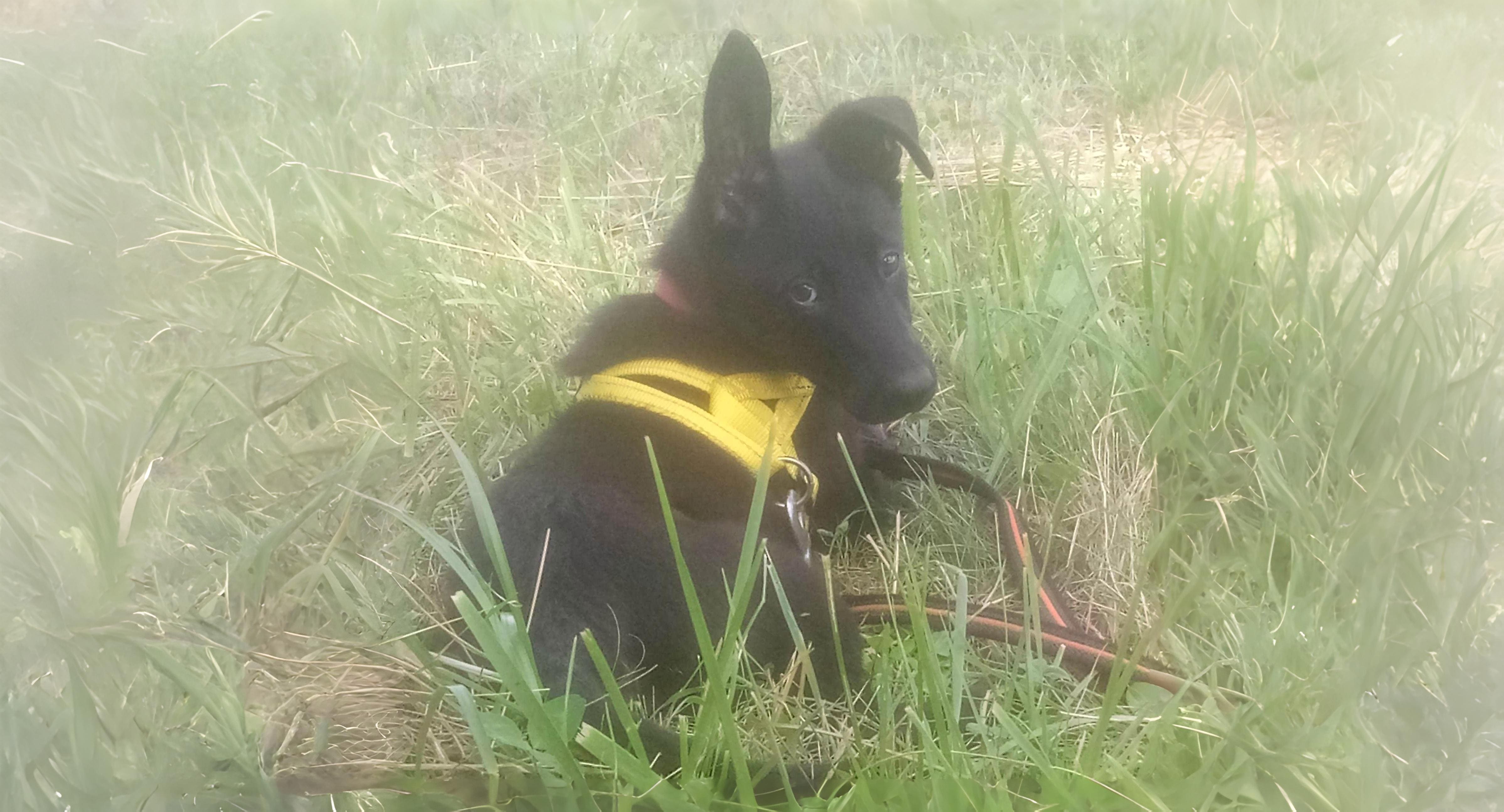 de au adoption canine
Éducateur Adoption et accueil Éducation Le Royaume de Roia SAINT-ANDRE-DE-CORCY