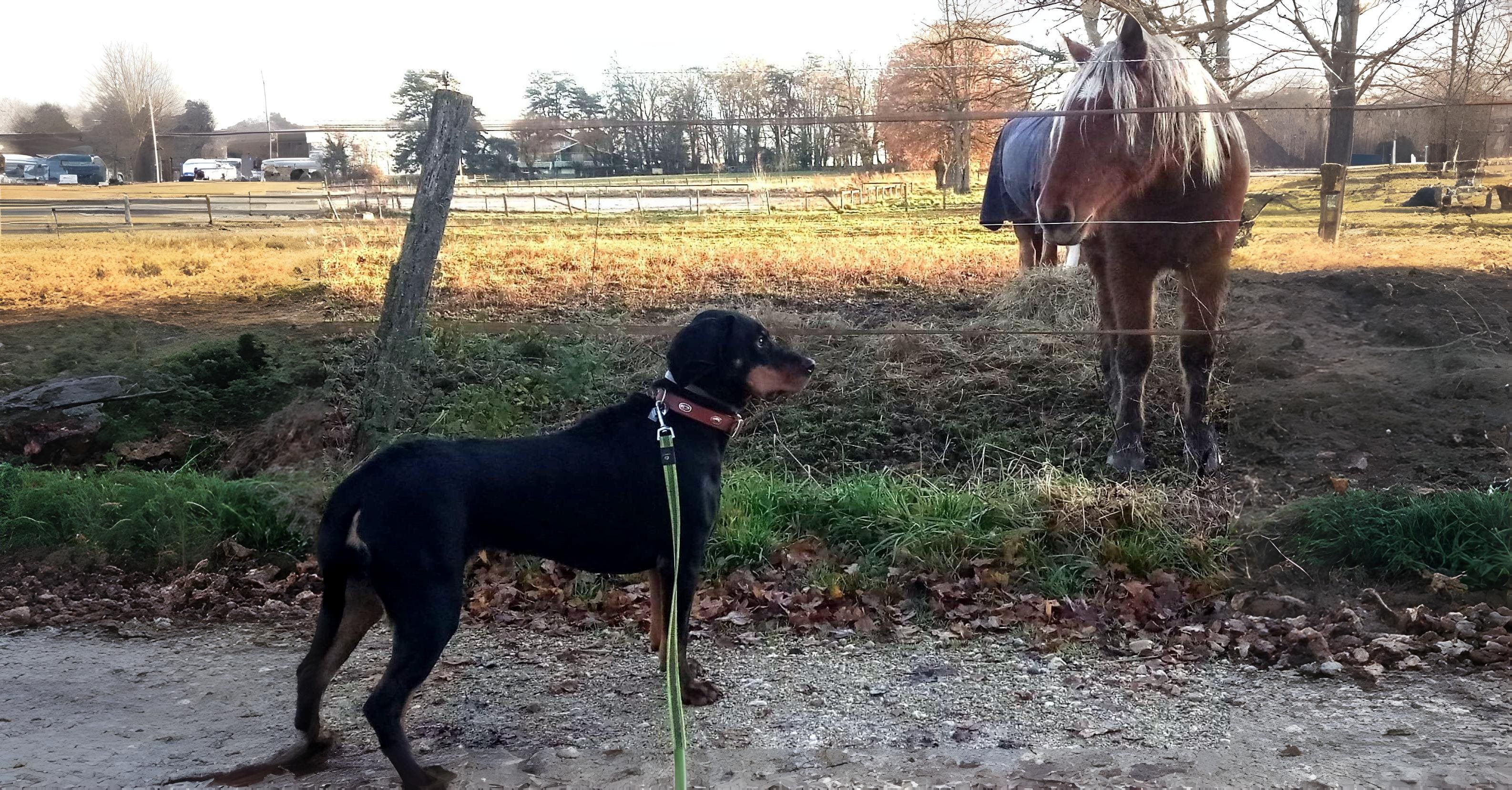 la harnais
Marche chien
Mise canin
Éducation Education et rééducation Éducation Le Royaume de Roia SAINT-ANDRE-DE-CORCY