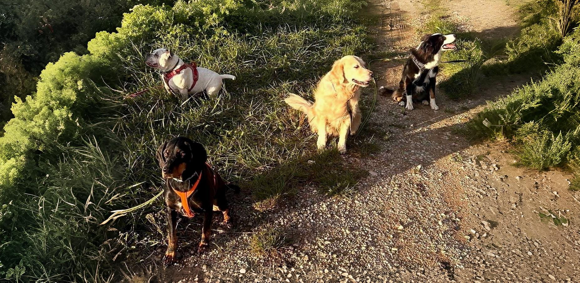 solitude en au canine Activités sociales Éducation Le Royaume de Roia SAINT-ANDRE-DE-CORCY